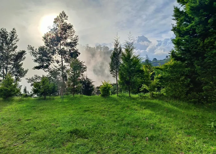 Jungle View