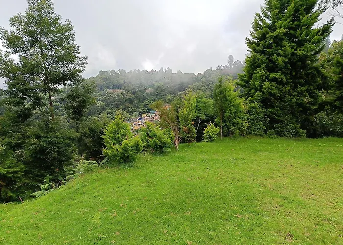 Jungle View