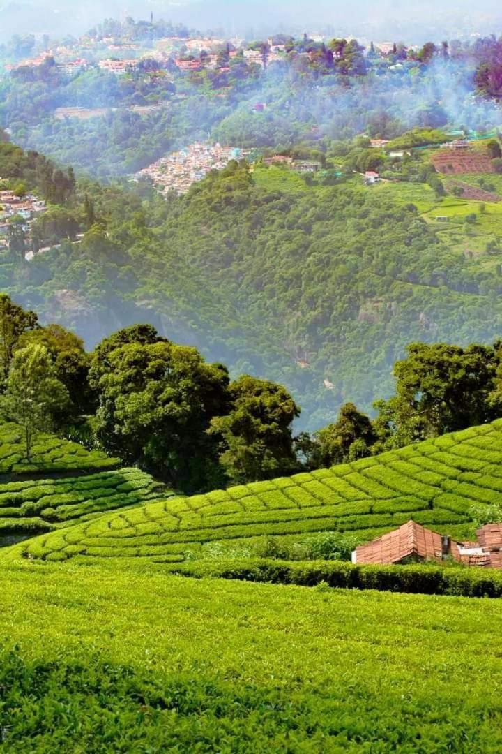 Jungle View * Coonoor