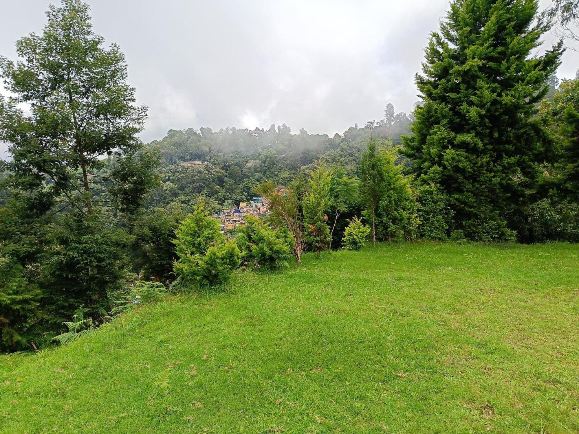 Jungle View *